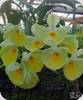 Catasetum pileatum